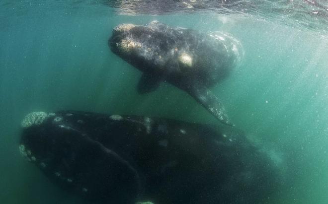 Whale resting below while baby rests on surface - photo by Barcroft Media ©  SW